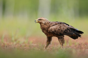 Orlik krzykliwy (Clanga pomarina)
