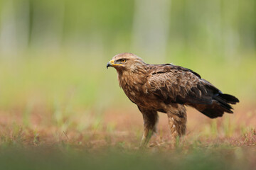 Orlik krzykliwy (Clanga pomarina)