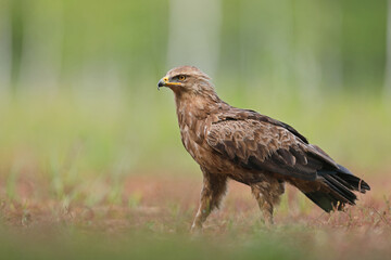 Orlik krzykliwy (Clanga pomarina)