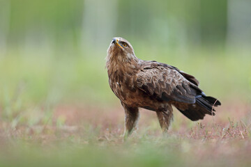 Orlik krzykliwy (Clanga pomarina)