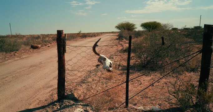 Wide shot of a bull&rsquo;s skull hanging on a chain-link fence beside a gravel road, with subtle camera movement and the vast Namibian desert stretching into the background under warm dry light.