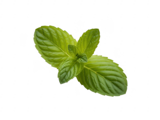Fresh green mint leaves with visible veins isolated on a transparent background