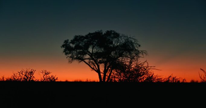 Cinematic sunrise in Namibia with a central tree silhouette, vivid blue and orange tones, atmospheric desert landscape and dramatic dawn light in high-quality - focus shift.