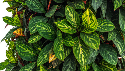 Close-up of lush, vibrant green foliage with striking yellow and dark vein patterns