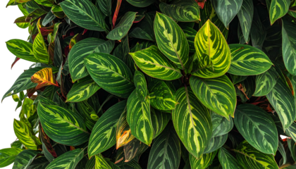 Close-up of lush, vibrant green foliage with striking yellow and dark vein patterns