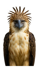 Fototapeta premium Philippine eagle featuring long crest feathers and a strong beak.