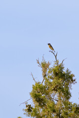 European Stonechat (Saxicola rubicola) Perched on Branch in Natural Habitat