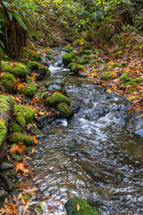 stream in the forest