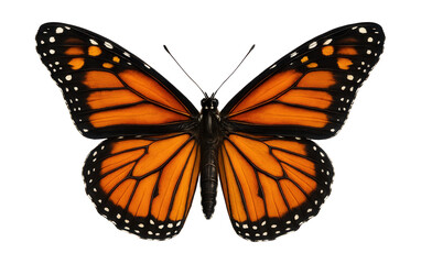 Fototapeta premium Orange and black patterned wings of a monarch butterfly displayed wide.