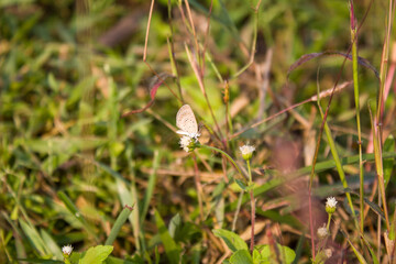butterfly on a flower, Close-up of a Tiny Grass Blue butterfly perched on a small wildflower in natural light. The delicate wings, soft colors, and blurred green background.