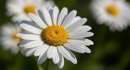 Fototapeta premium Close up of a daisy with white petals and a yellow center surrounded by other daisies in soft focus ai generated