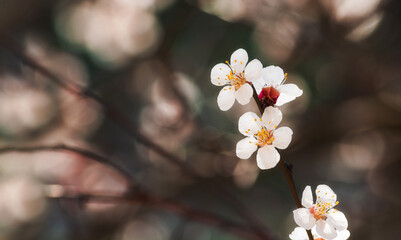 Close-up of a blooming apricot branch with delicate white flowers on a soft blurred background. Early spring nature, beauty, freshness, and seasonal blossom concept.