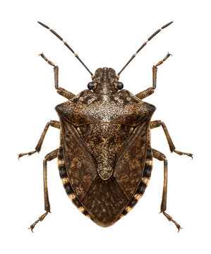 Mottled brown shield-shaped insect known as the brown marmorated stink bug.