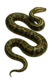 Patterned, muscular python with an elongated body.