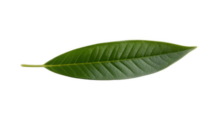 Obraz premium Single green leaf with prominent veins and serrated edges isolated on a transparent background