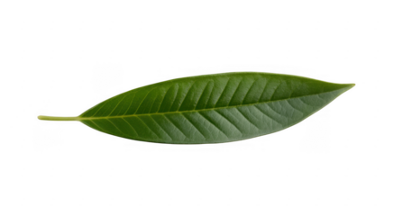 Single green leaf with prominent veins and serrated edges isolated on a transparent background