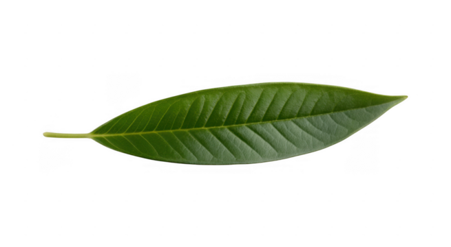 Single green leaf with prominent veins and serrated edges isolated on a transparent background - Powered by Adobe