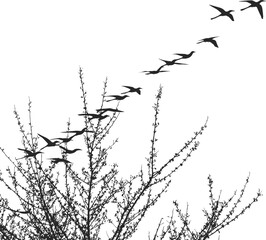 Silhouettes of Flying Birds Migrating Above Wild Bush Branches, Vector Illustration of Nature, Freedom, Travel, and Season Change