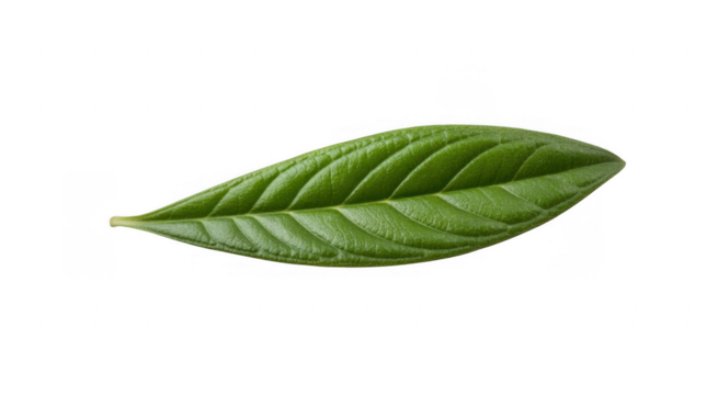Single green leaf with visible veins and textured surface isolated on a transparent background