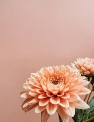 Peach Colored Chrysanthemum Flower with Green Leaves on Pastel Background