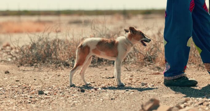 Close-up of a young, malnourished shepherd dog on a makeshift leash in Namibia&rsquo;s desert, capturing the harsh realities of rural life and working animals.