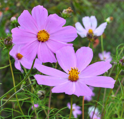 Fototapeta premium Decorative Cosmos flowers bloom in nature