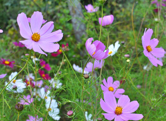 Fototapeta premium Decorative Cosmos flowers bloom in nature