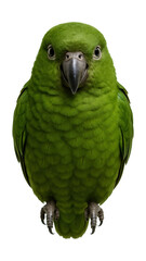 Obraz premium Moss-green parrot with a sturdy beak.