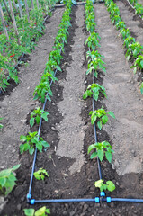 Growing vegetables using drip irrigation