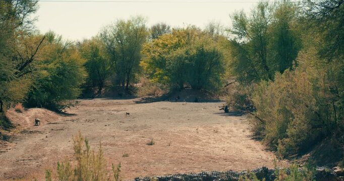 A family troop of monkeys, including adults and young, forage for food in a dry riverbed among bushes in Namibia&rsquo;s desert, showcasing social wildlife behavior.