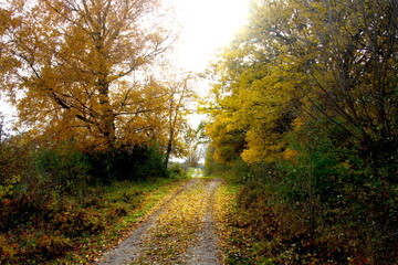 Fototapeta premium The autumn road to the village in golden colors