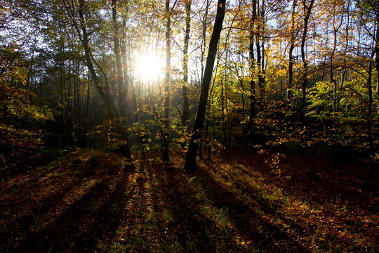 The autumn shadows of the forest and the sun brakes trough