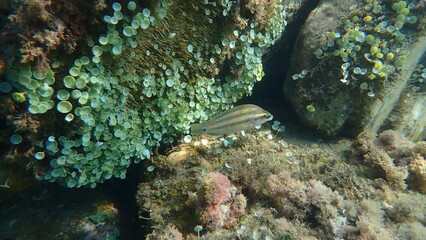 East Atlantic peacock wrasse (Symphodus tinca) undersea, Ligurian Sea, Italy, Imperia