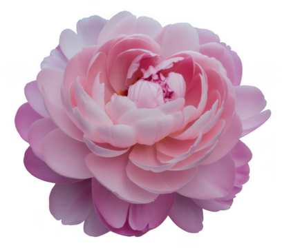 Delicate pink peony flower bloom with layered petals isolated on a transparent background