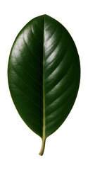 Obraz premium Oval, leathery magnolia leaf with dark green top and lighter underside.
