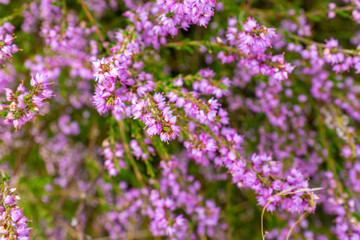 Vibrant Purple Heather Blossoms in Bloom