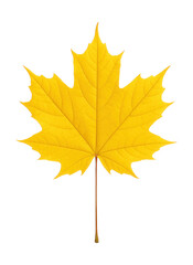 Fototapeta premium Palmate-shaped sugar maple leaf in bright autumn yellow.