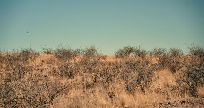 Swallows hover above dry desert bushes in Namibia, catching insects in flight, showcasing natural wildlife behavior in the arid, open desert landscape.
