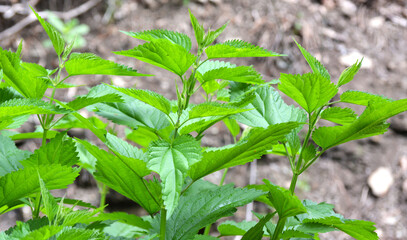Dioecious nettle (Urtica dioica) grows in nature