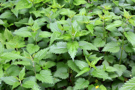 Dioecious nettle (Urtica dioica) grows in nature