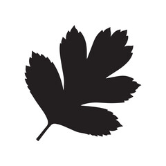 Hawthorn Leaf Silhouette Vector, Flat Hawthorn Tree Leaf Black Illustration, Hawthorn Leaf Botanical Shape Design