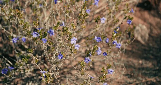 Purple flowering bushes sway in the wind on a dry desert roadside in Namibia, with a fence in the background and warm daylight illuminating the arid landscape.