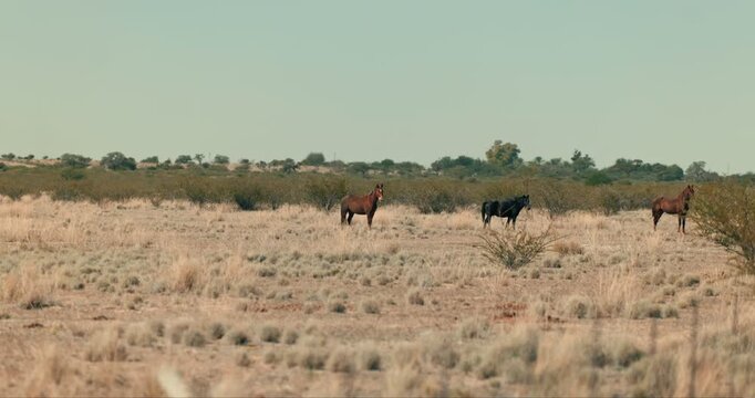 Three horses strolling across Namibia&rsquo;s arid desert landscape with dry bushes under clear daylight, capturing natural movement and the vast, serene environment.