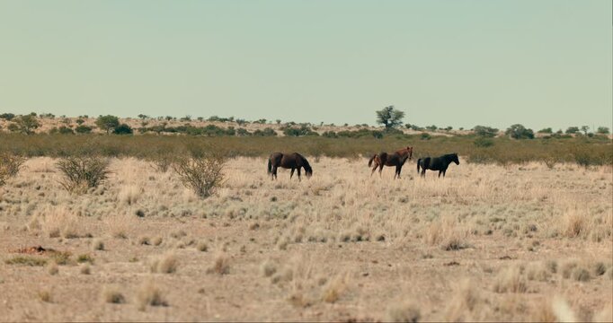 Three horses strolling across Namibia&rsquo;s arid desert landscape with dry bushes under clear daylight, capturing natural movement and the vast, serene environment.