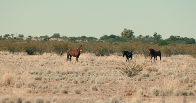 Three horses strolling across Namibia&rsquo;s arid desert landscape with dry bushes under clear daylight, capturing natural movement and the vast, serene environment.