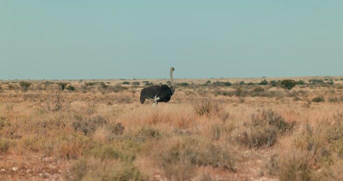 Evening shot of a wild ostrich moving through desert bushes in Namibia, lit by warm fading light, capturing natural wildlife behavior in a vast open landscape.