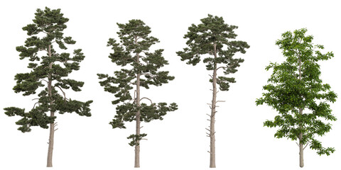 Collection of Michelia,Pinus trees on transparent background