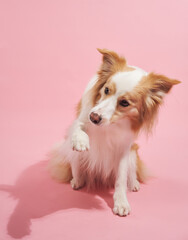 Two bordercollies stand with slight motion captured mid-pose. The backdrop is pastel pink.