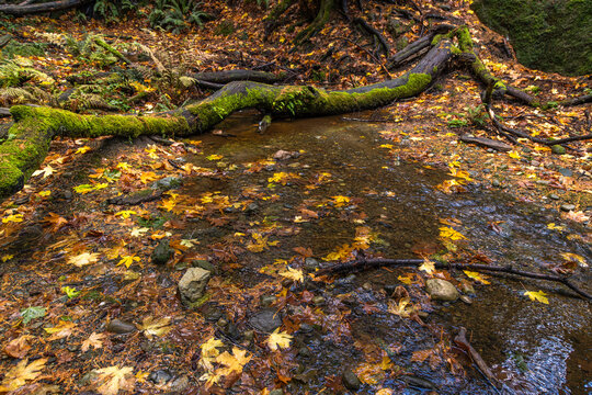 leaves the stream - Powered by Adobe