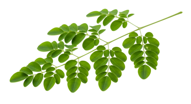 Fresh moringa branch with green leaves isolated on a black background